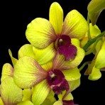 Dendrobium Yellow #258